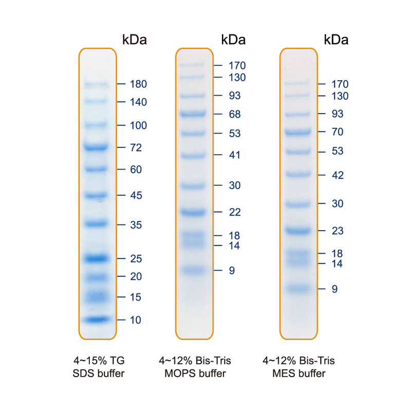 kaleidoscope protein ladder gel code blue