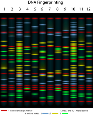 DNA Fragment (STR)